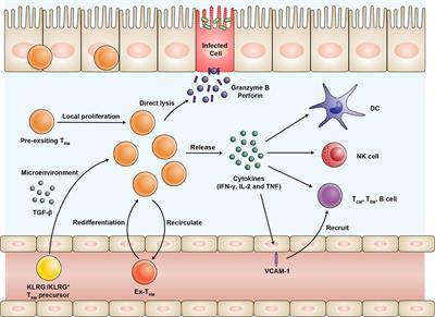 Frontiers An Overview Of Tissue Resident Memory T Cells In The